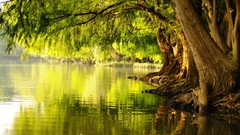 Landscapes Trees rivers ricer