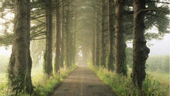 Landscapes Trees roads