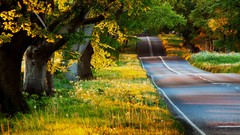 Landscapes Trees roads