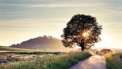 Landscapes Trees roads