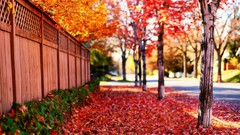 Landscapes Trees roads