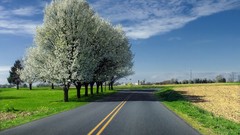 Landscapes Trees roads