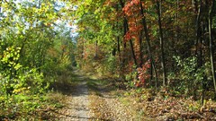 Landscapes Trees roads forests