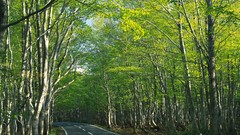 Landscapes Trees roads forests