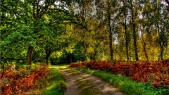 Landscapes Trees roads forests