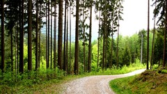 Landscapes Trees roads forests