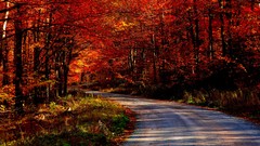 Landscapes Trees roads forests