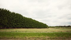 Landscapes Trees roads forests