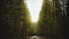 Landscapes Trees roads forests