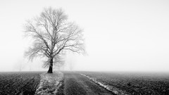 Landscapes Trees roads grayscale