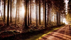 Landscapes Trees roads sunlight forests