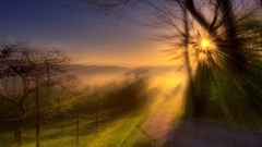 Landscapes Trees roads sunlight forests skylines