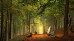 Landscapes Trees rocks paths