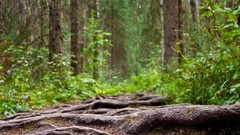 Landscapes Trees roots forests