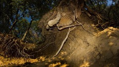 Landscapes Trees roots forests