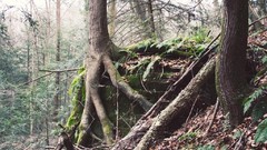 Landscapes Trees roots forests