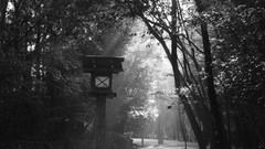 Landscapes Trees shrine Noire shinto