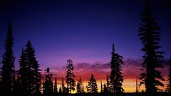 Landscapes Trees silhouettes