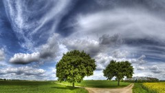 Landscapes Trees skyscapes