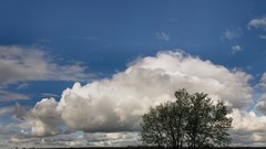Landscapes Trees skyscapes