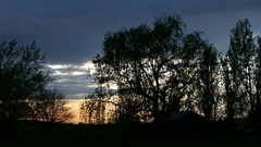 Landscapes Trees skyscapes