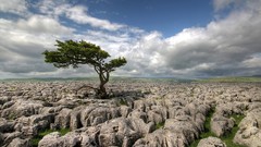 Landscapes Trees skyscapes