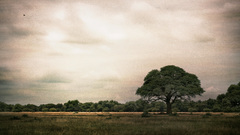 Landscapes Trees skyscapes nature
