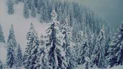 Landscapes Trees snow