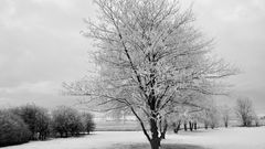 Landscapes Trees snow
