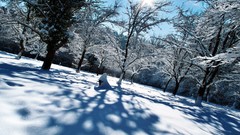 Landscapes Trees snow
