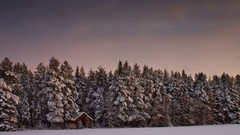Landscapes Trees snow