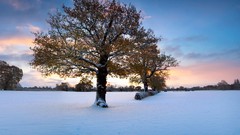 Landscapes Trees snow