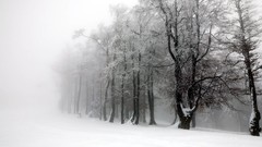 Landscapes Trees snow
