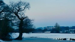 Landscapes Trees snow
