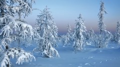 Landscapes Trees snow