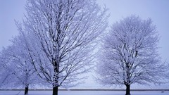 Landscapes Trees snow