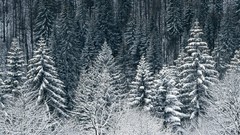 Landscapes Trees snow