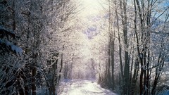 Landscapes Trees snow
