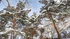 Landscapes Trees snow