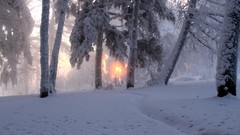 Landscapes Trees snow