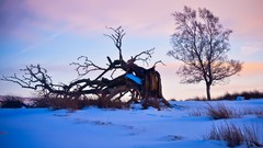 Landscapes Trees snow