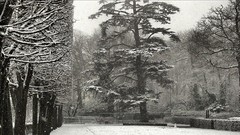 Landscapes Trees snow black and white France monochrome forests 