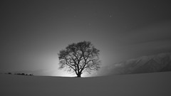 Landscapes Trees snow greyscale