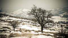 Landscapes Trees snow landscapes snow plow