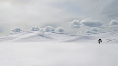 Landscapes Trees snow minimalistic