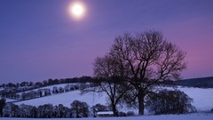 Landscapes Trees snow moon moonlight