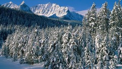 Landscapes Trees snow Mountains Canada alberta