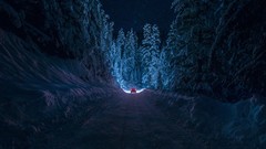 Landscapes Trees snow night cars roads