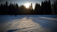 Landscapes Trees snow sun