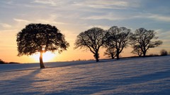 Landscapes Trees snow sun